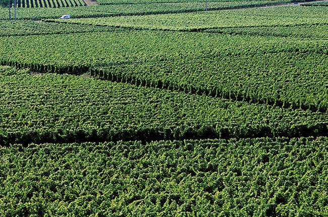 castillon, bordeaux vineyard