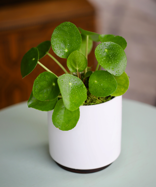 a Pilea Peperomioides plant in a white pot