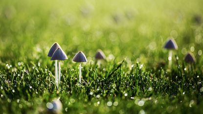 Mushrooms growing in lawn