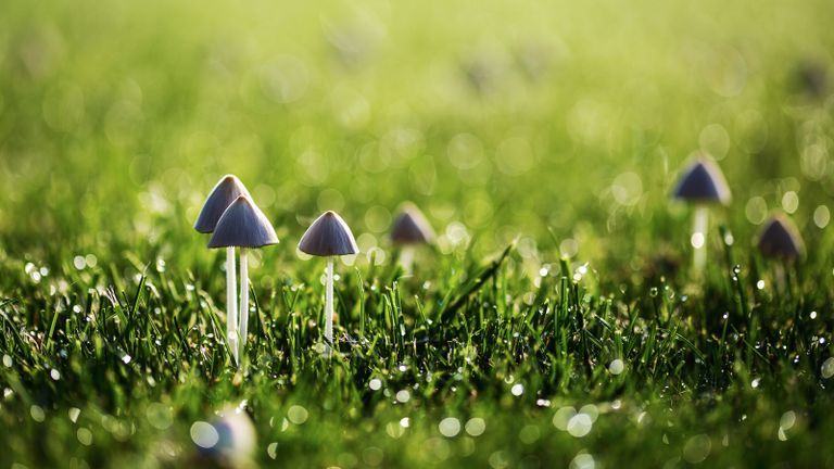 Mushrooms growing in lawn