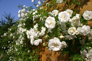 White climbing rose on a brown fence