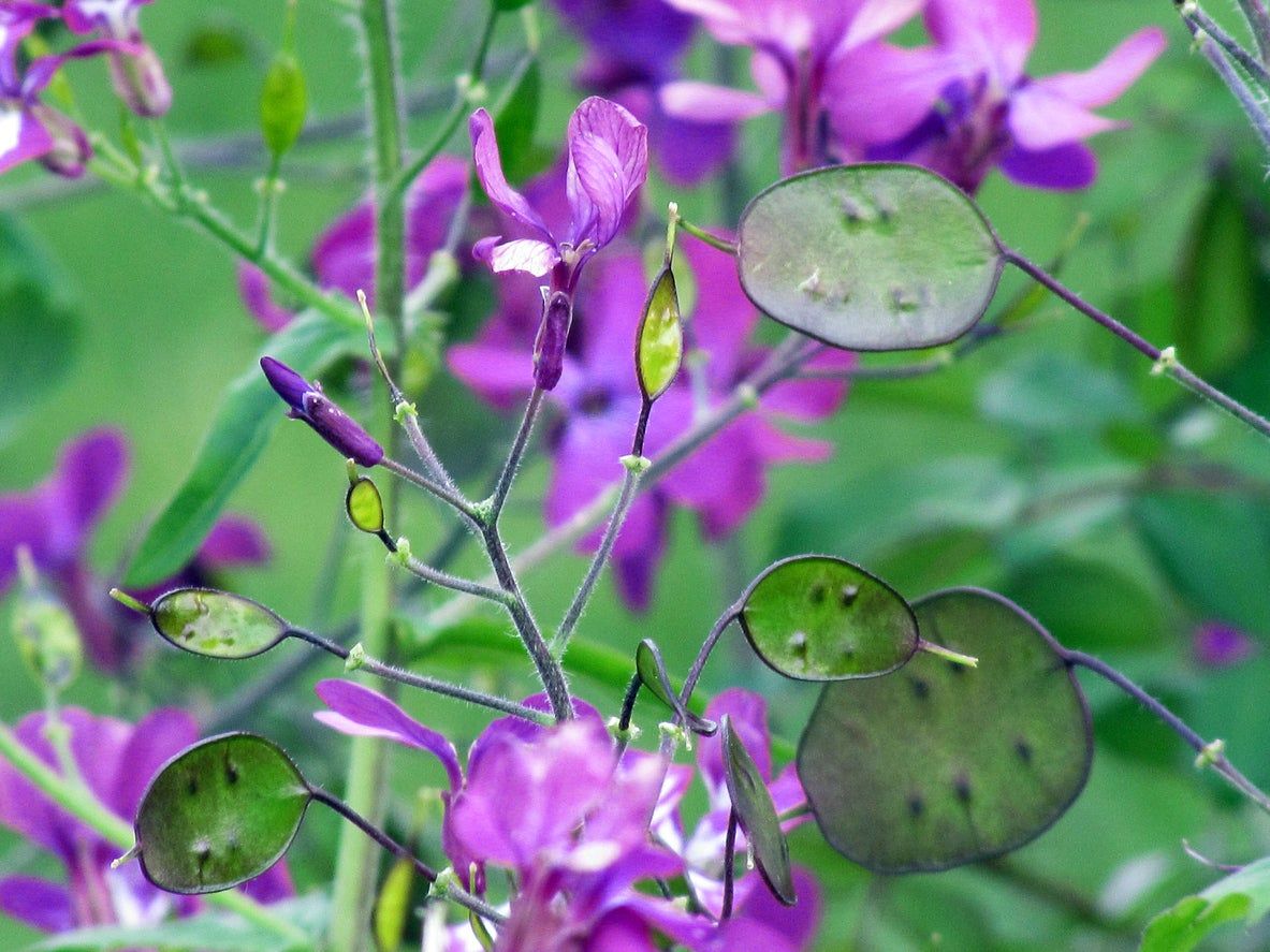 Hot Seed pod and petals