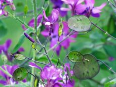 Purple Plants With Seed Pods