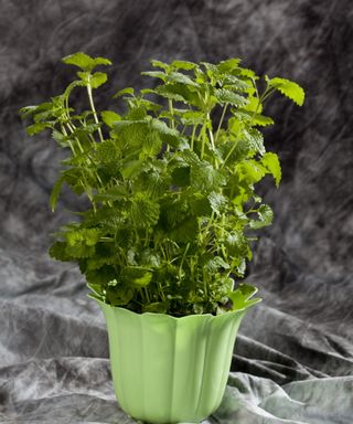 Lemon balm growing in a pot indoors