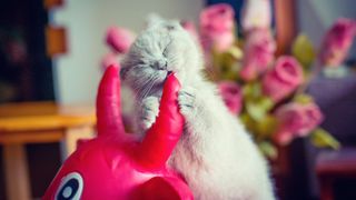 Best kitten teething toys: Kitten biting into toy