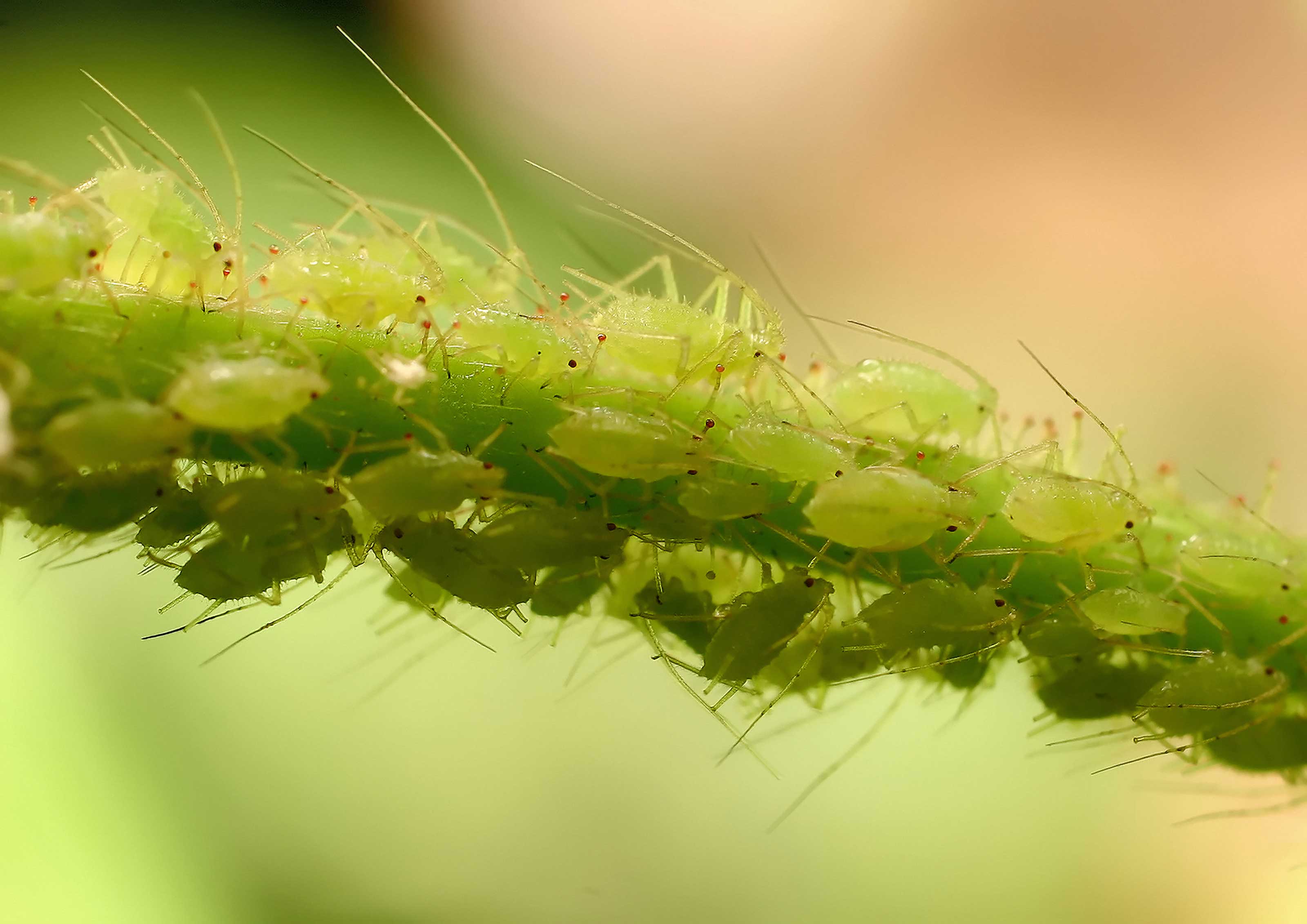 aphids on stem of plant