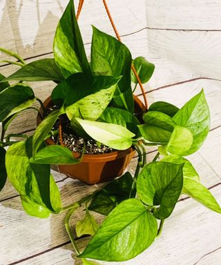 Jessenia pothos plant in hanging basket