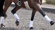 OldencraigLegs.jpg