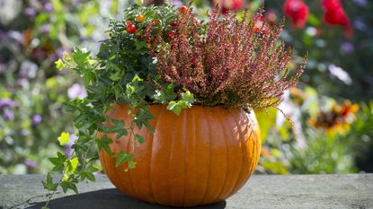 Pumpkin planter with seasonal plants