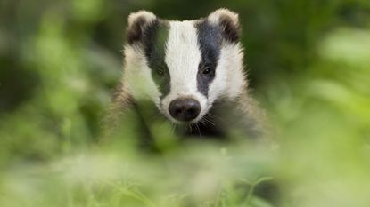 Badger