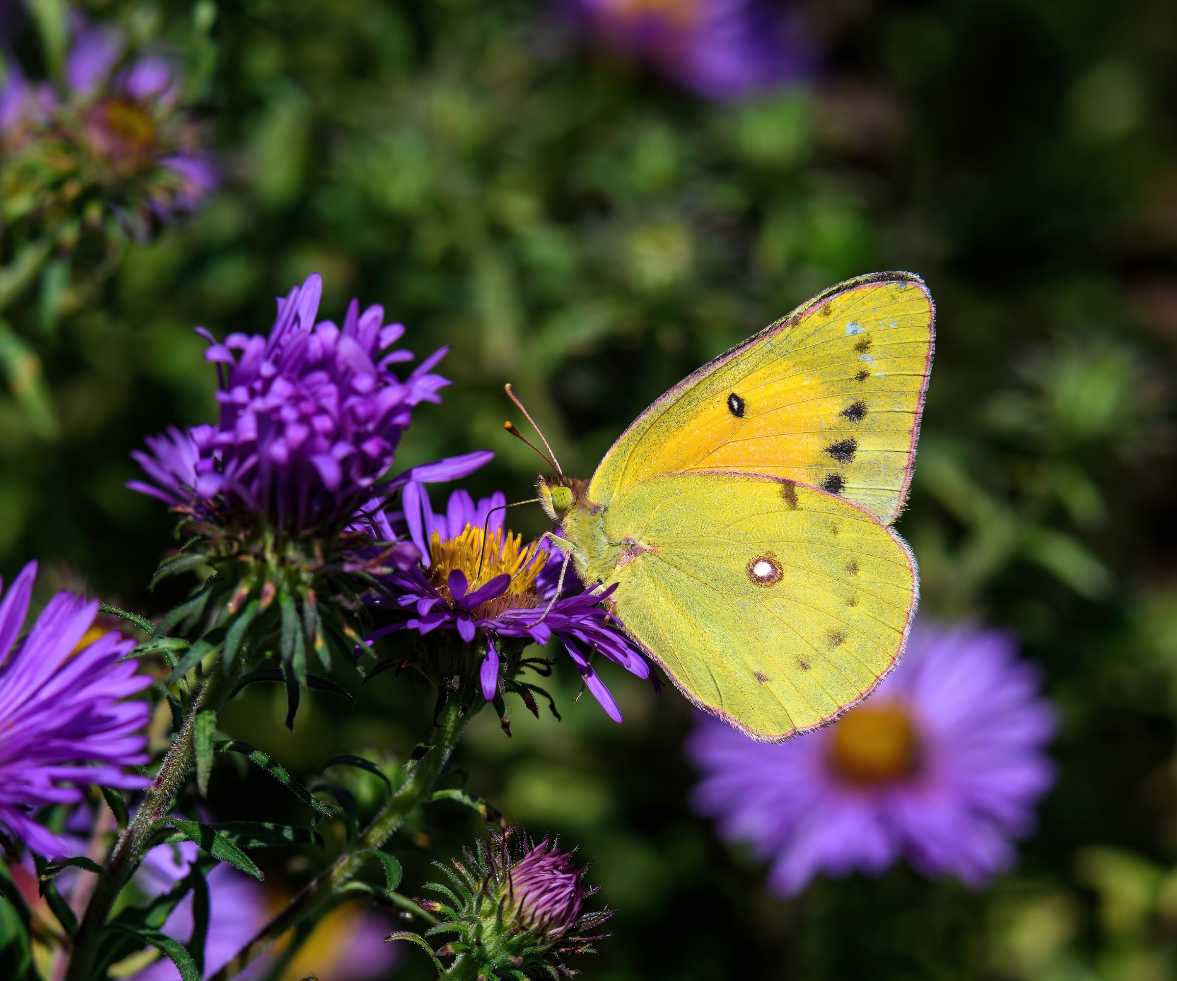 Male Orange sulfur butterfly or Colias eurytheme on New England Aster in the late summer sun. It is also known as alfalfa butterfly and belongs to the lowland group of clouded yellows and sulphurs.