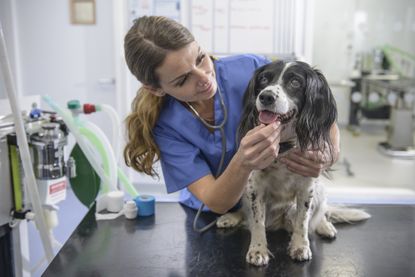 veterinarian with dog