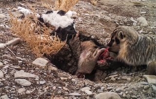 A badger pauses for a bite as it buries the carcass of a calf set out by scientists to use in researching scavenging birds like vultures. Instead of observing avian scavengers, though, the researchers got a window into badger behavior they never expected to see.