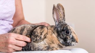 Woman brushing a Harlequin Mini Rex pet rabbit