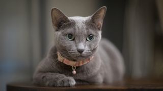 Russian Blue