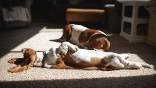 Bassett hounds sleeping