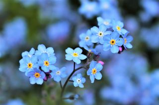 Blue forget-me-not flowers