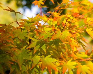 autumn leaves of Coral Bark Maple Acer Palmatum 'Sango-Kaku'