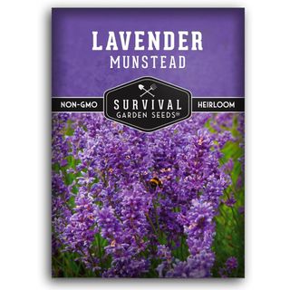 Munstead Lavender Seed for Planting