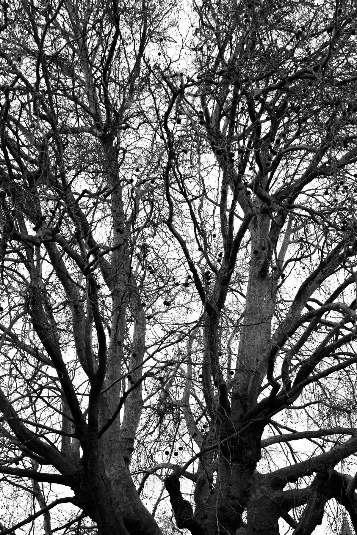 A photo taken on a Leica Q3 Monochrom black-and-white camera