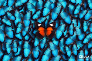 Blue Panoramic Butterfly Background by Borut Trdina