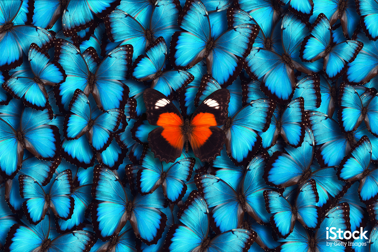Blue Panoramic Butterfly Background by Borut Trdina