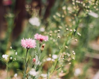 what to plant in January pinks (dianthus)