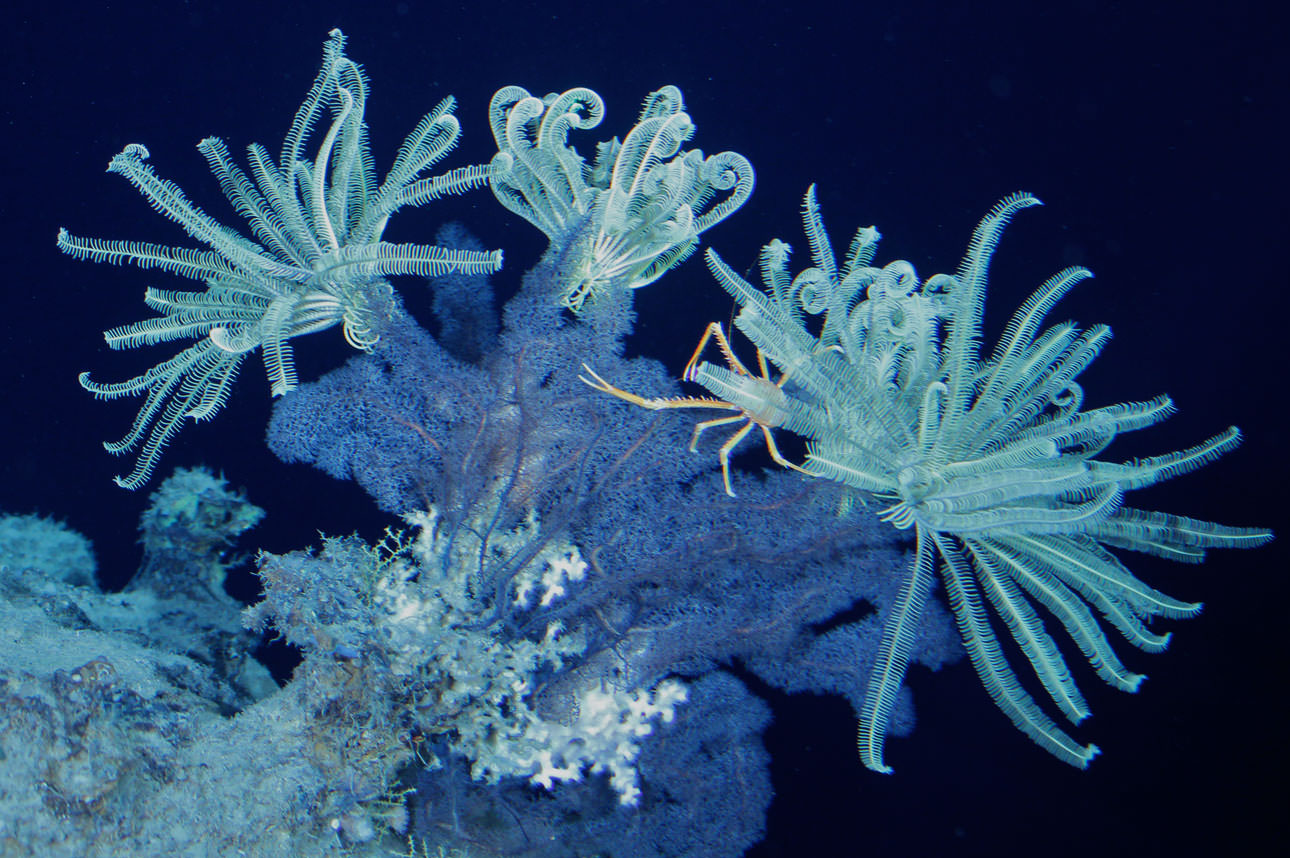 Squatting on coral