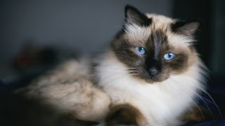 Birman