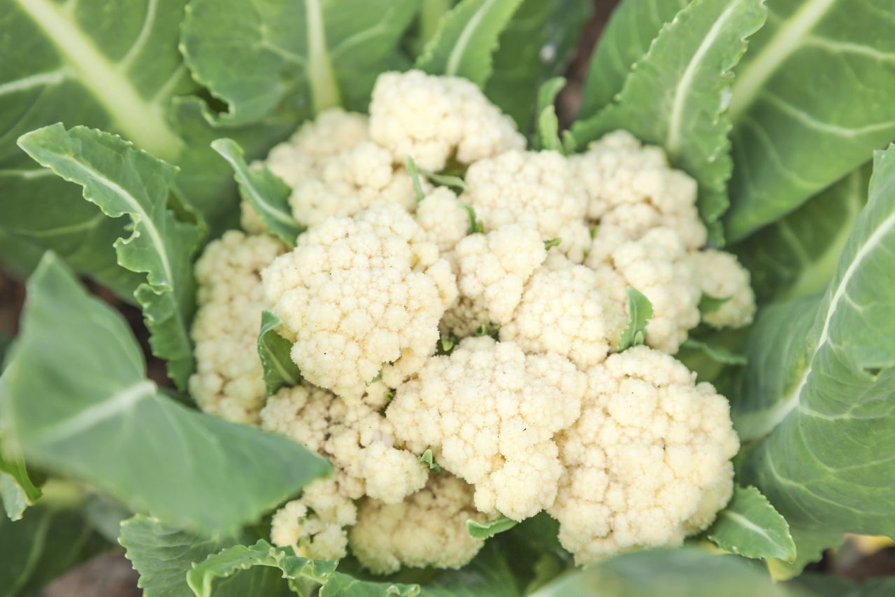 Head Of Cauliflower Plant