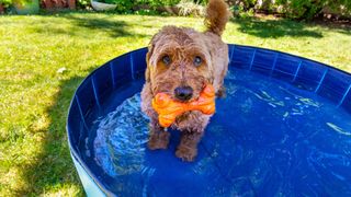 Dog holding orange bone inside of dog pool — Best pet accessories