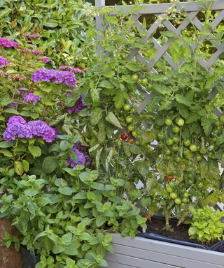 Tomato planter with trellis panel