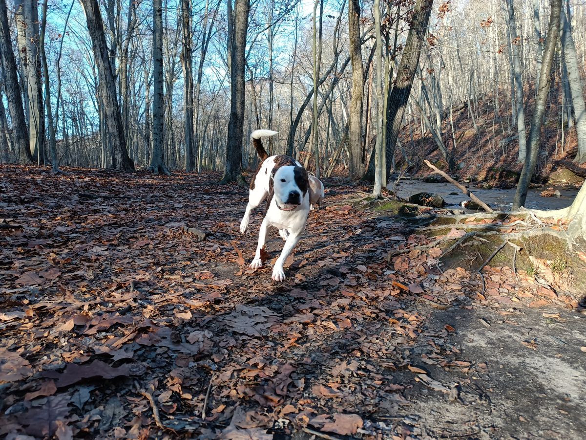 OnePlus Nord N300 5G camera image samples