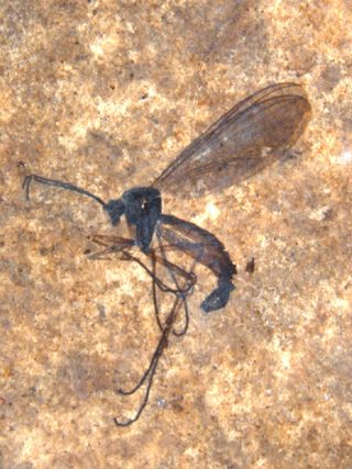 Fossil gnat from Canada