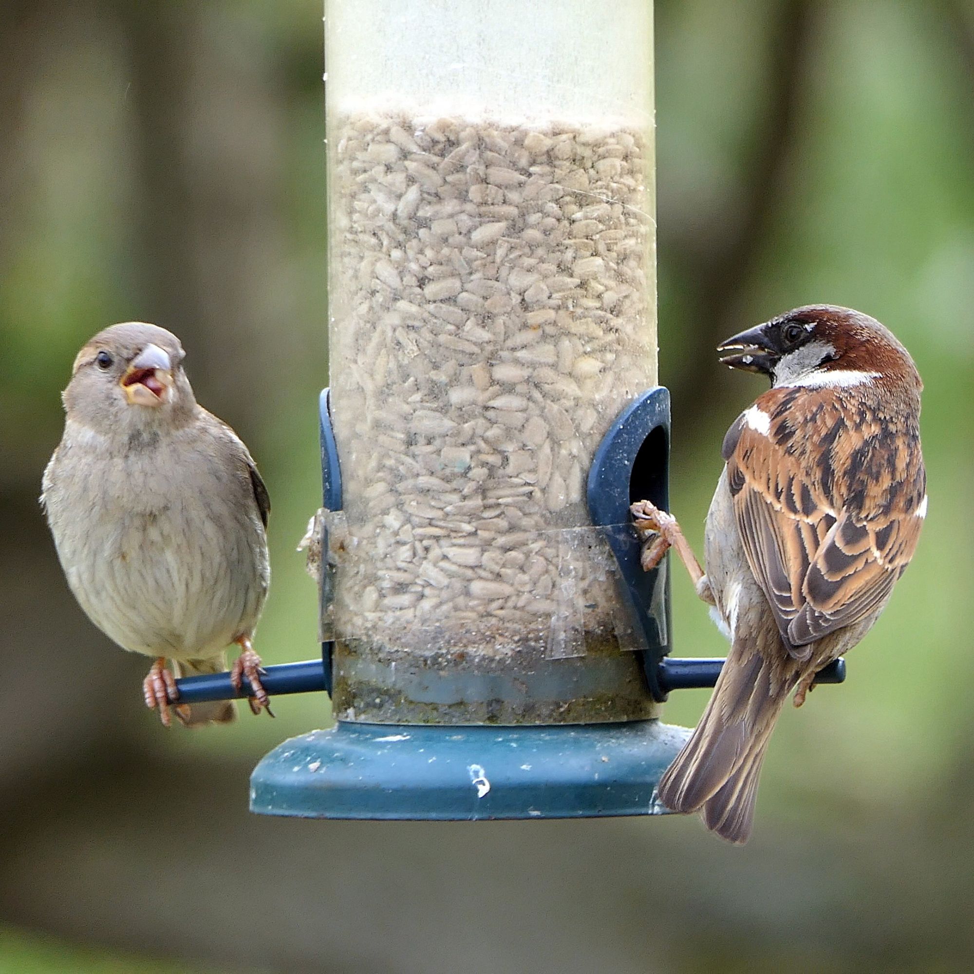 House sparrows eating from bird feeder in garden
