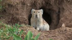 A plateau pika (Ochotona curzoniae ) outside of a nest hole, in Sichuan Province, Qinghai-Tibet Plateau, China.