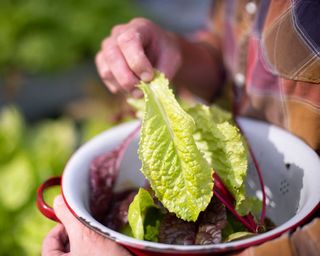 picking lettuce