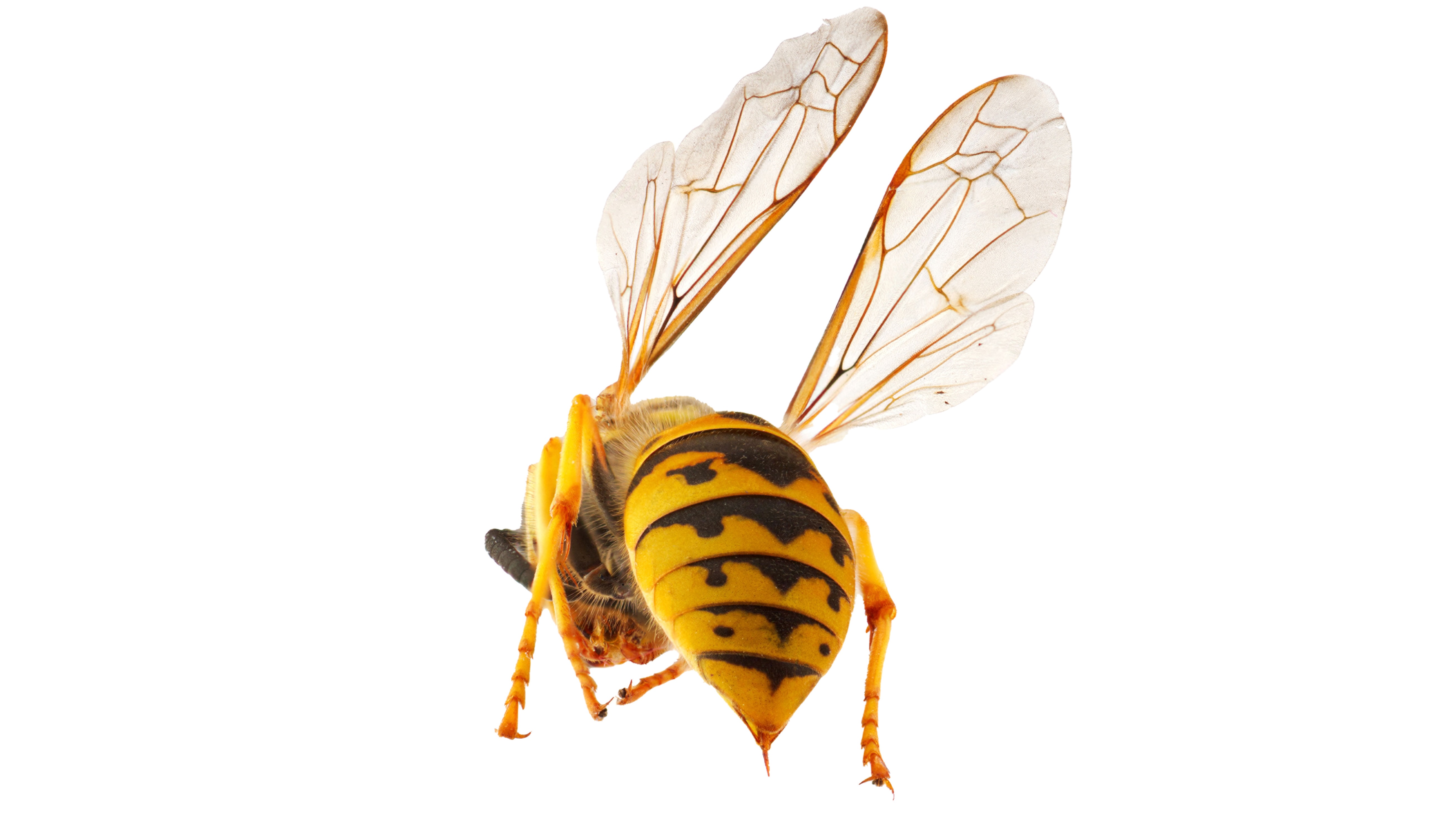 Common wasp on a white background