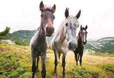 1-foal-and-wild-ponies.jpg