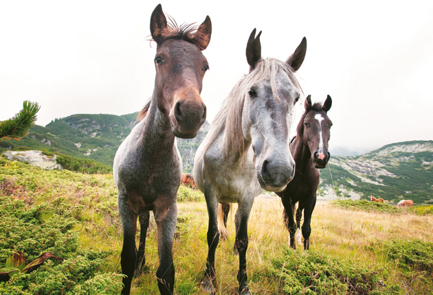 1-foal-and-wild-ponies.jpg