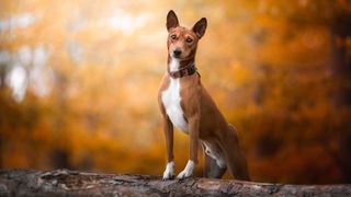 Basenji