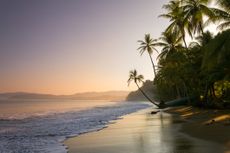 Sunset on palm fringed beach, Costa Rica.