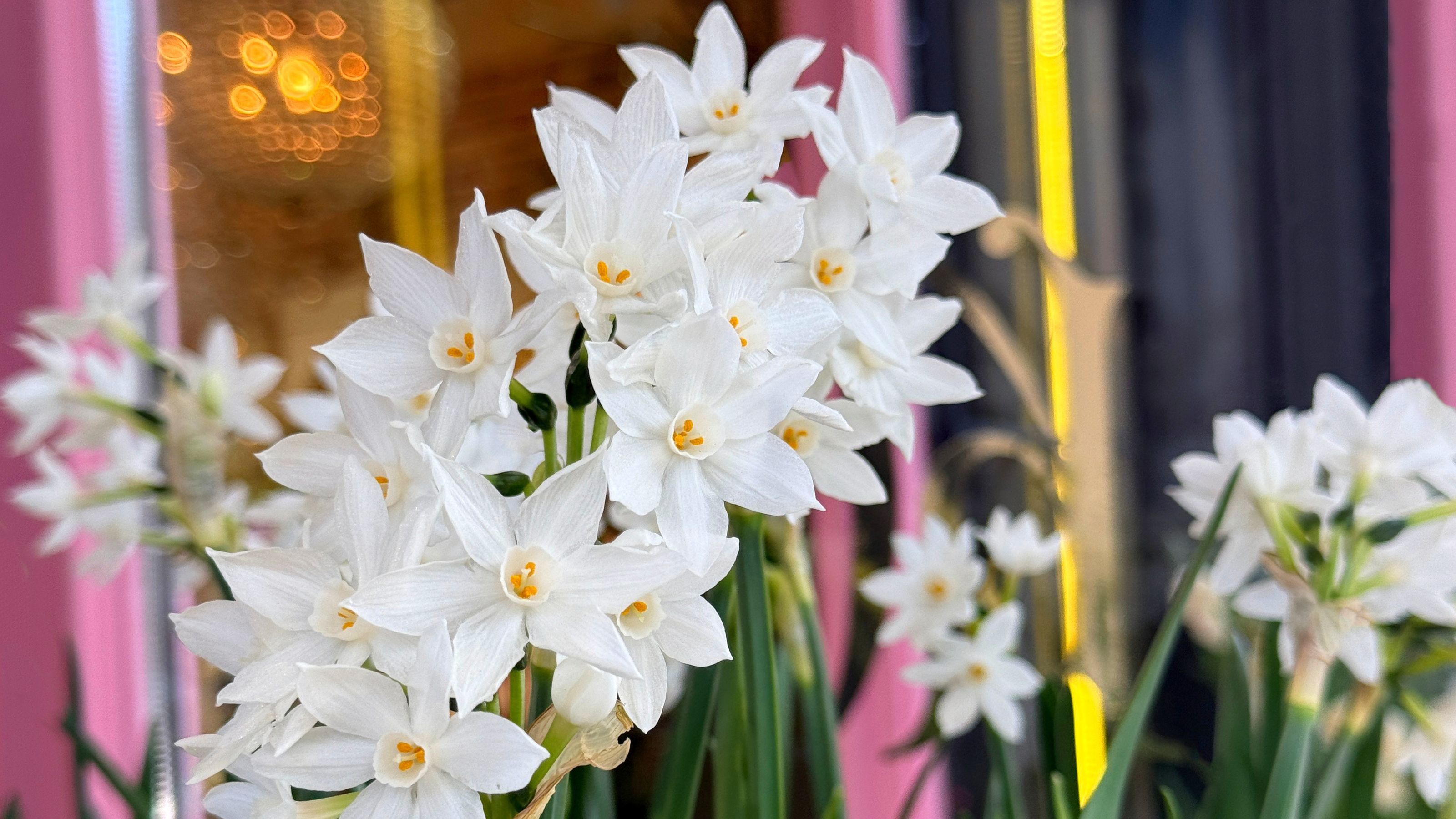 Paperwhite daffodils