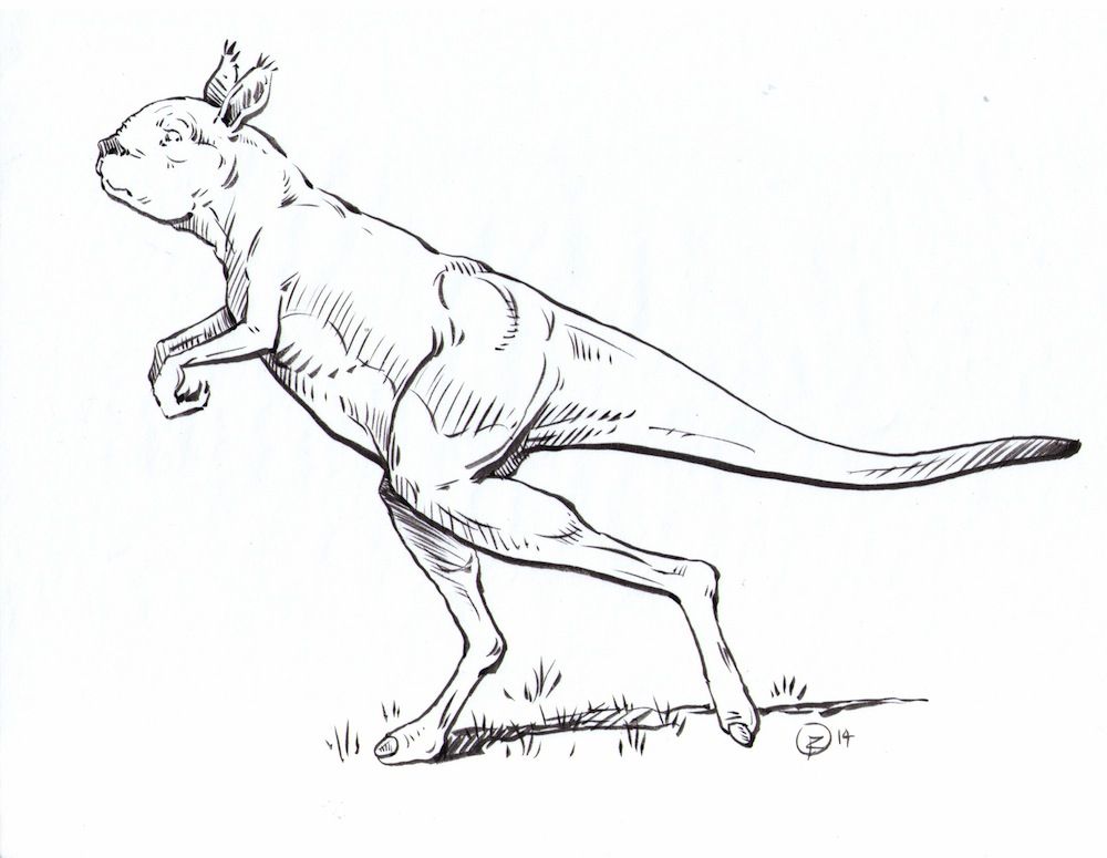 giant-extinct-kangaroos-probably-didn-t-hop-live-science