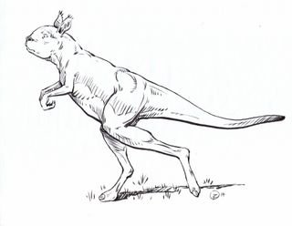 Extinct kangaroo cartoon