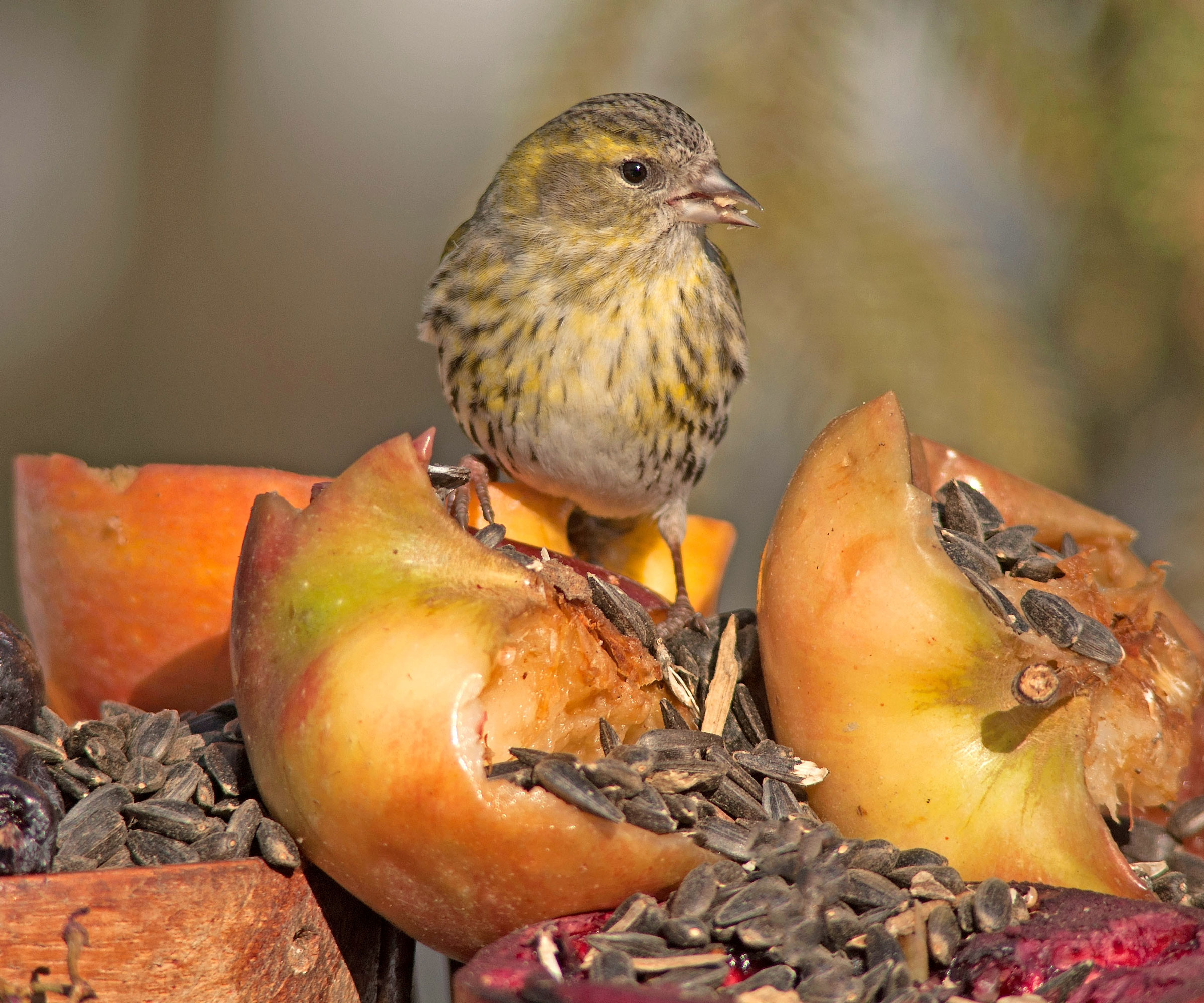 siskin feeding on apple slices on charcuterie feeder