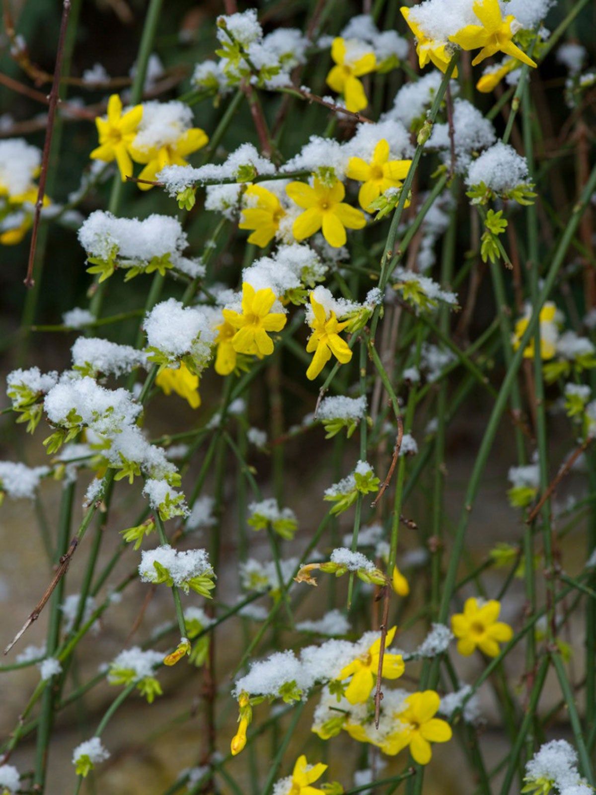 Winter Jasmine Shrubs for Sale