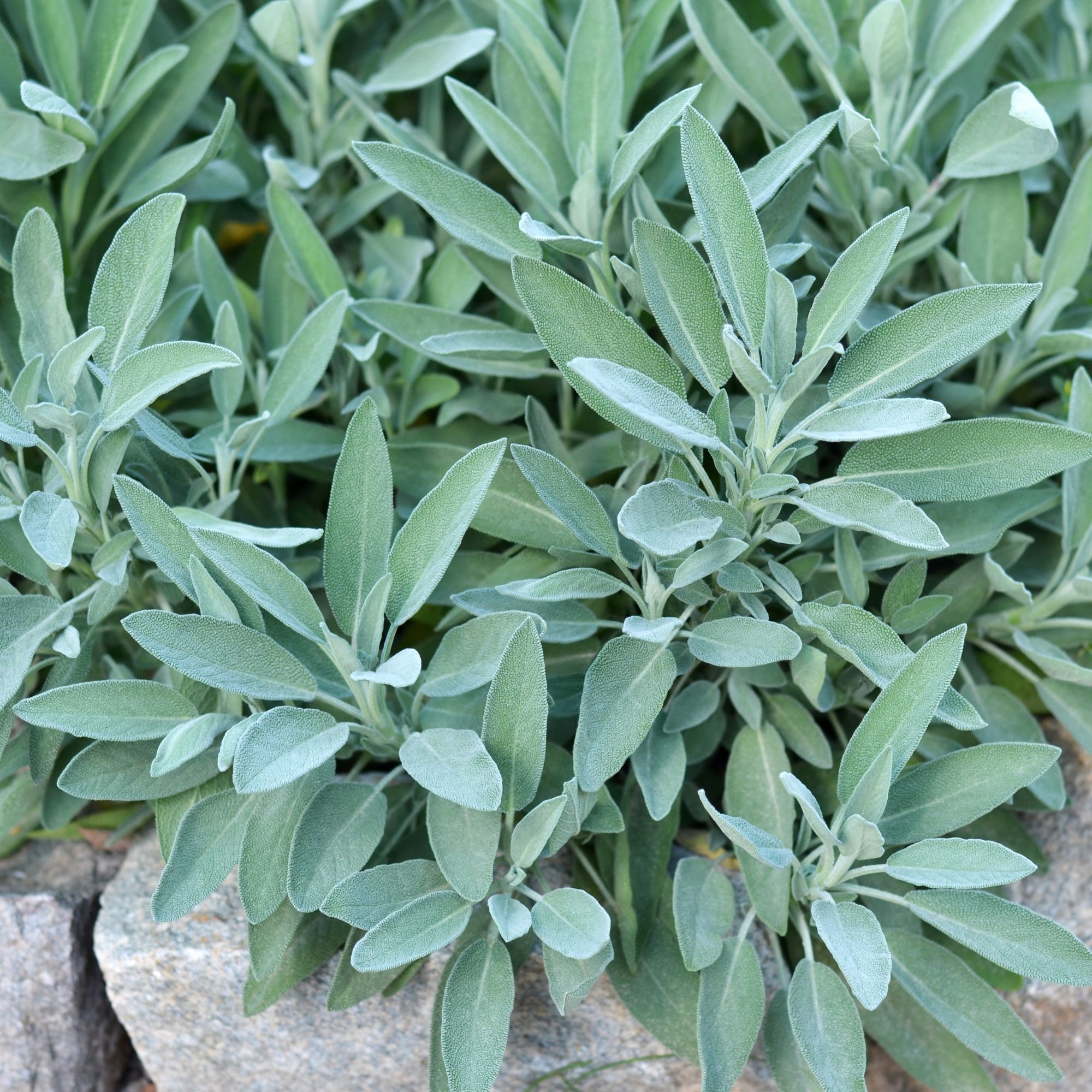 Sage plant