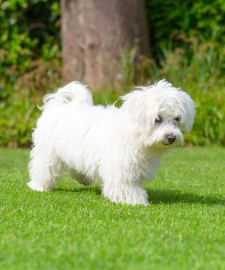 small white furry dog on a lawn