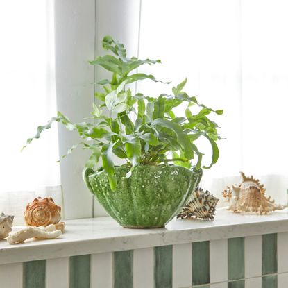 blue star fern on marble shelf in bathroom next to shells